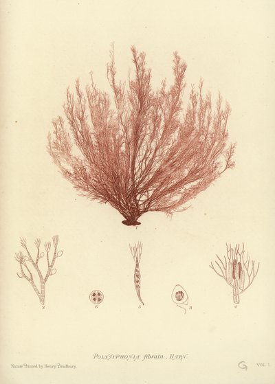 英国海草（自然印刷） 作者 英语学校
